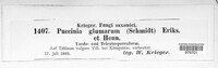 Puccinia glumarum image